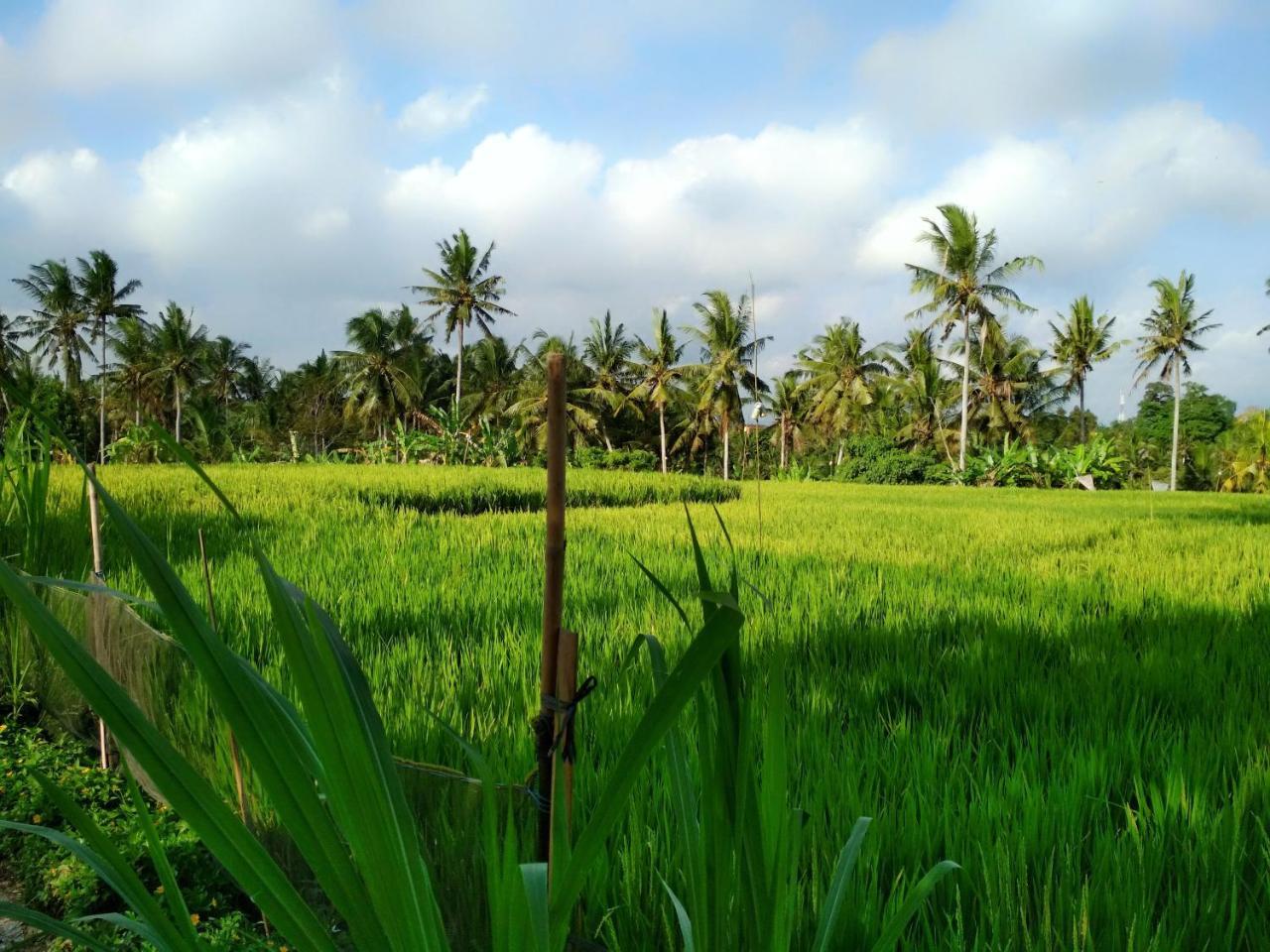 Uma Loka Villa By Shm Ubud Eksteriør billede